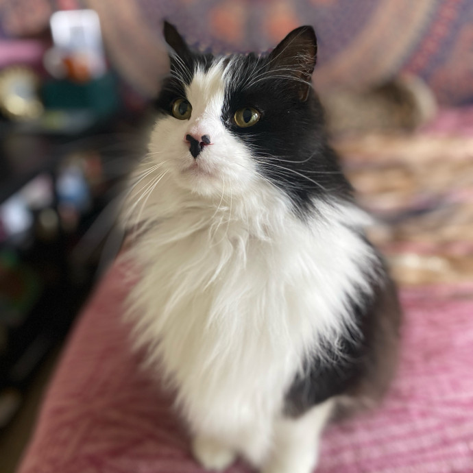 Whisker Whispers With Abi