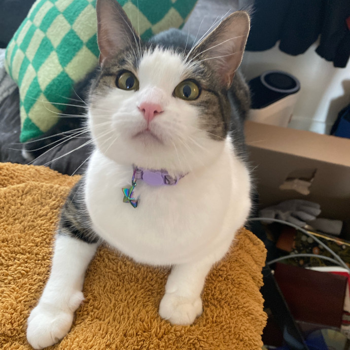 Whisker Whispers With Abi
