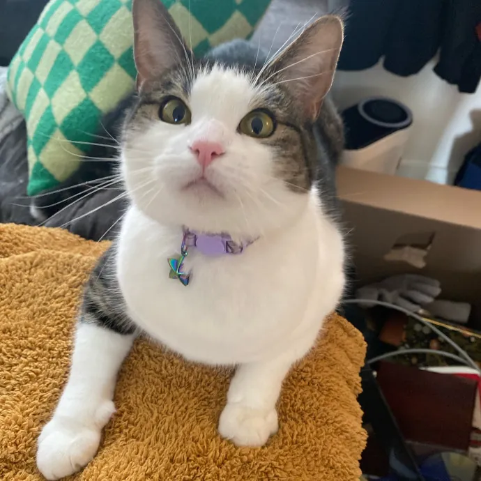 Whisker Whispers With Abi