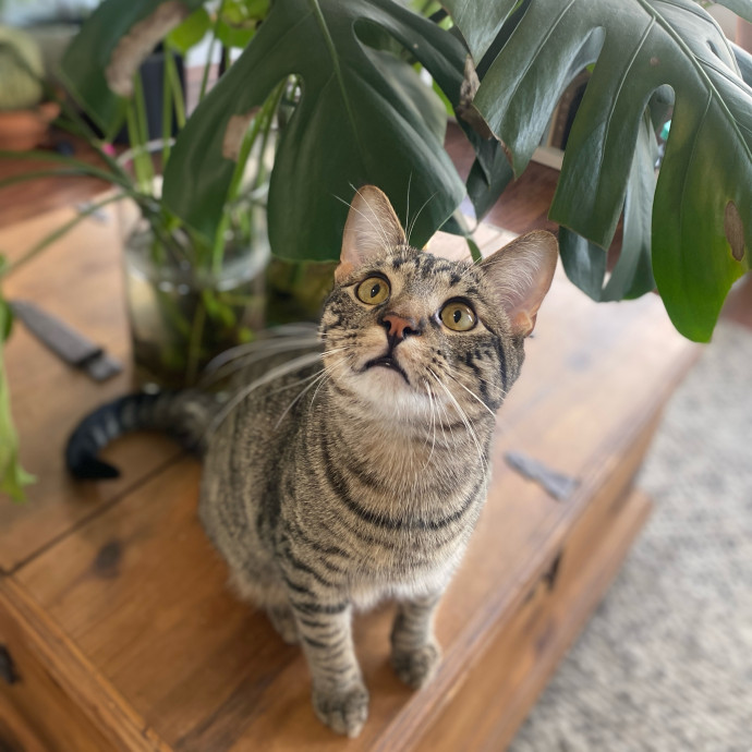 Whisker Whispers With Abi