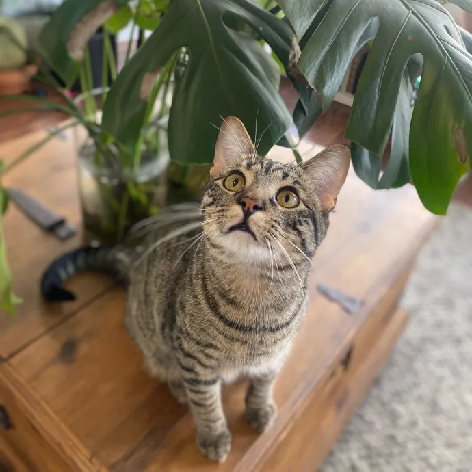 Whisker Whispers With Abi