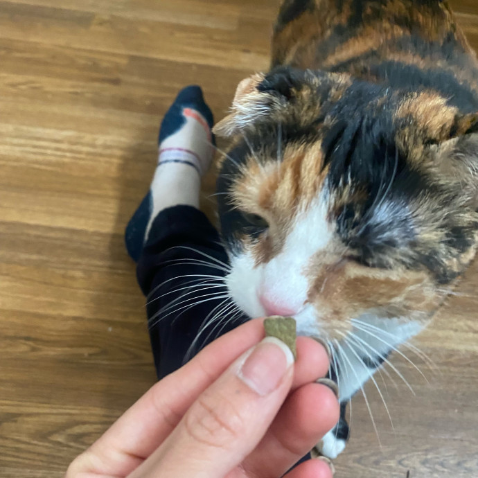 Whisker Whispers With Abi
