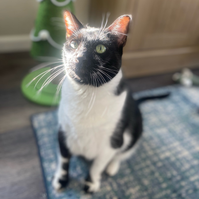 Whisker Whispers With Abi
