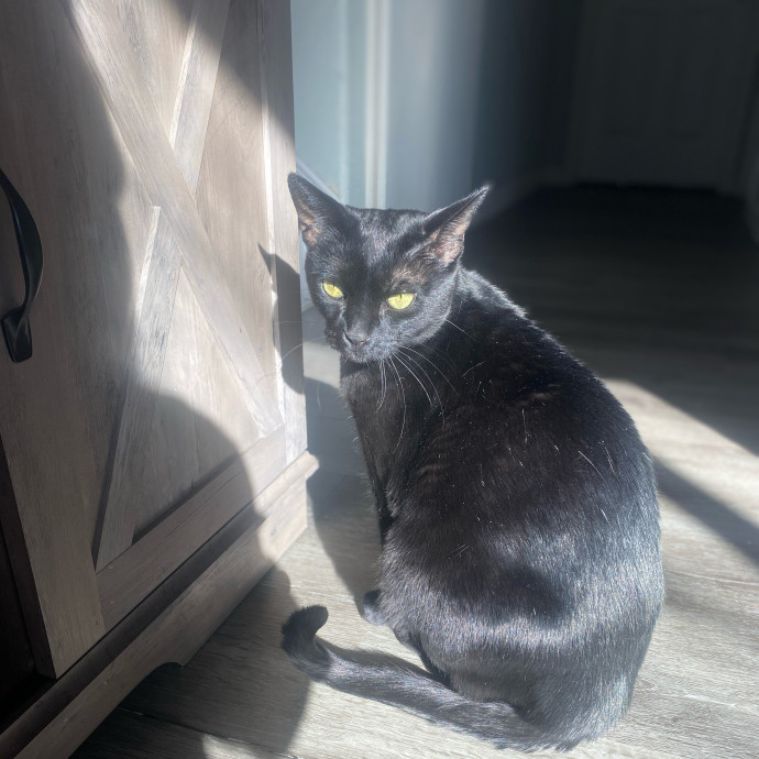 Whisker Whispers With Abi