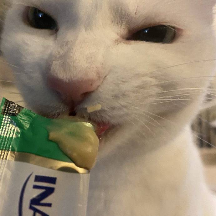 Whisker Whispers With Abi