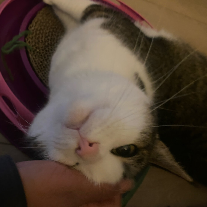 Whisker Whispers With Abi