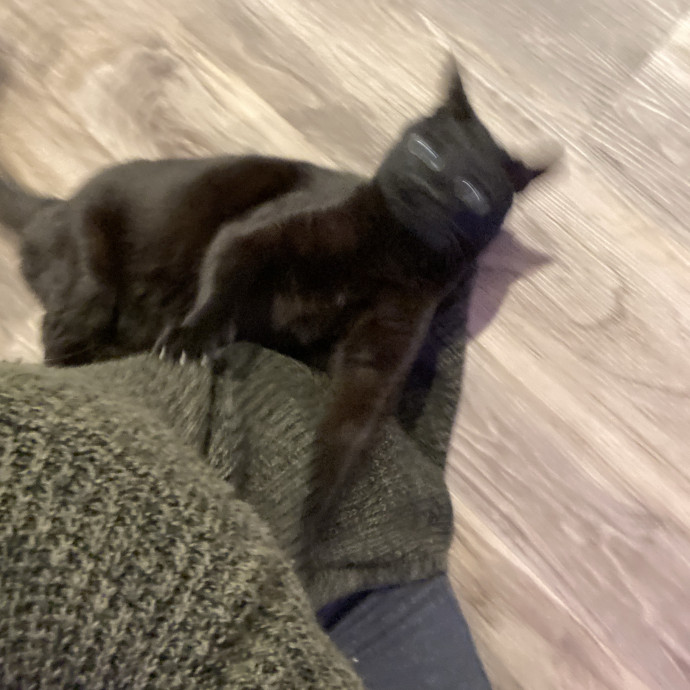 Whisker Whispers With Abi