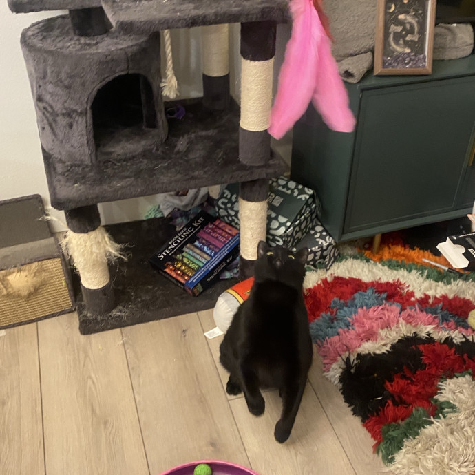 Whisker Whispers With Abi