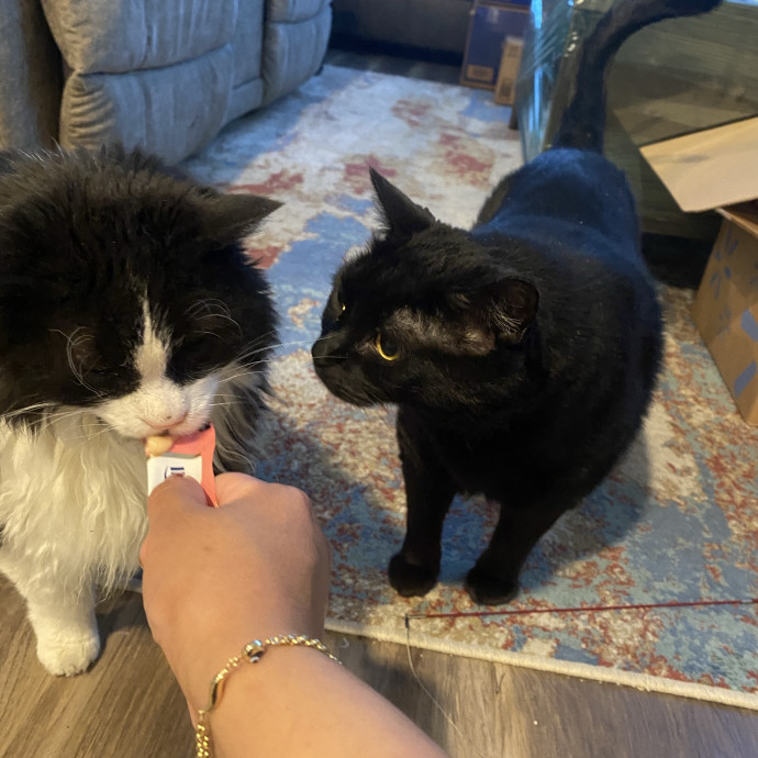 Whisker Whispers With Abi