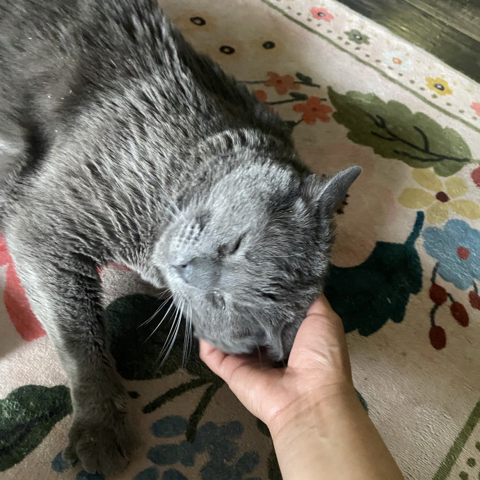 Whisker Whispers With Abi