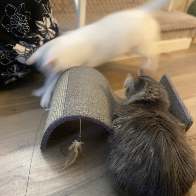 Whisker Whispers With Abi