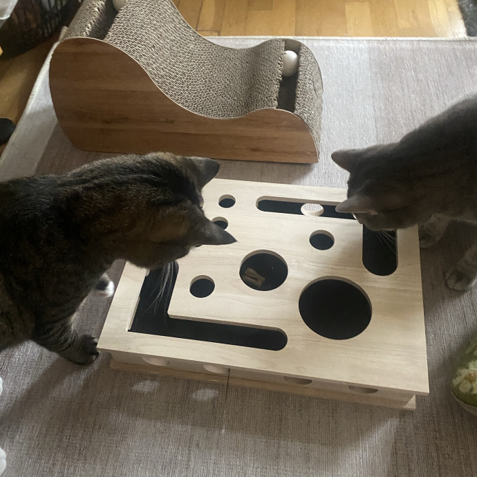 Whisker Whispers With Abi