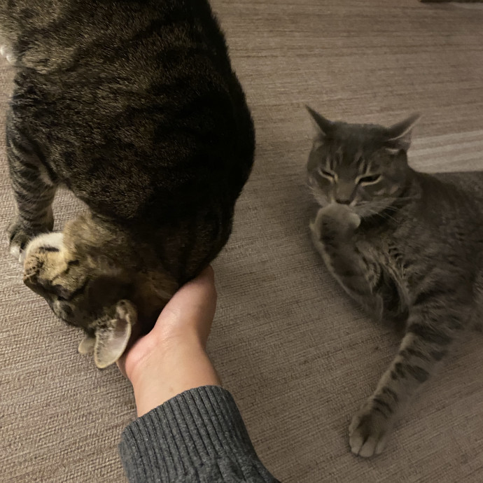 Whisker Whispers With Abi