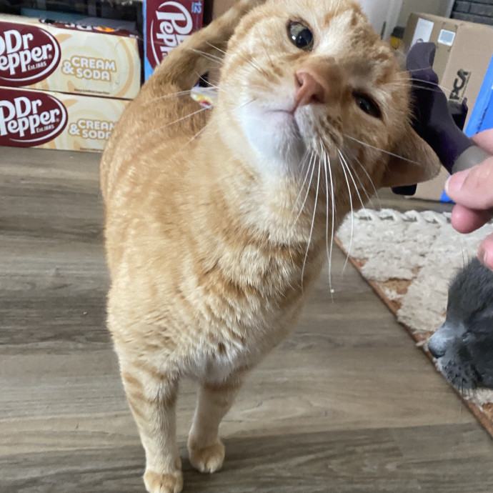 Whisker Whispers With Abi