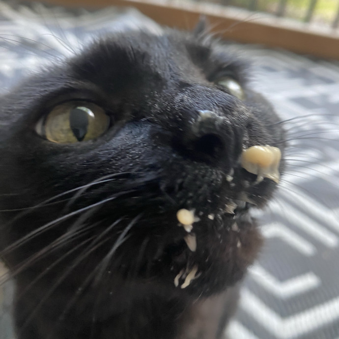 Whisker Whispers With Abi