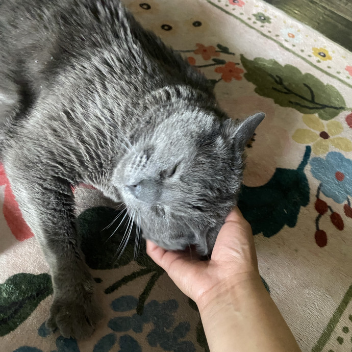 Whisker Whispers With Abi