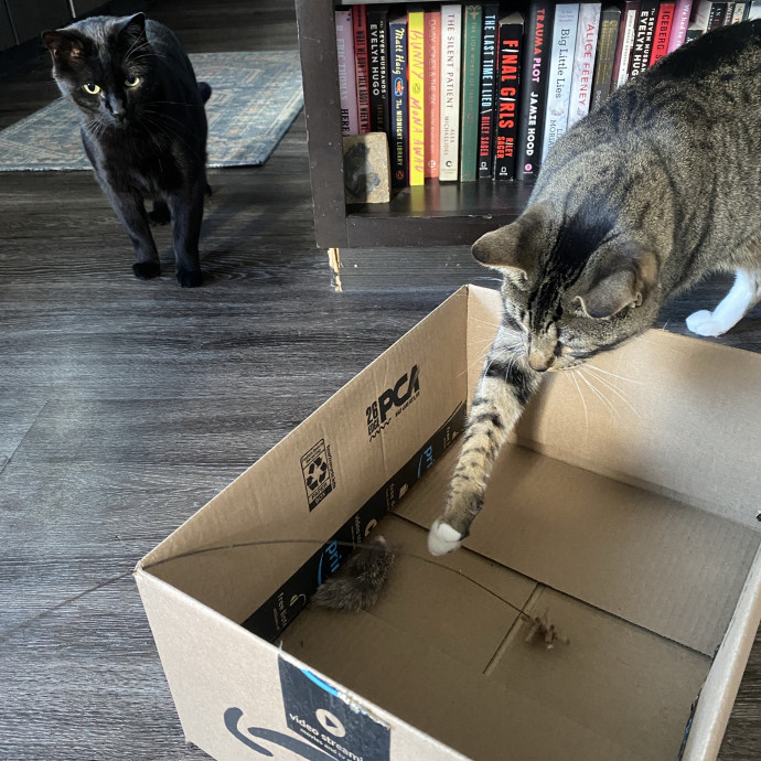 Whisker Whispers With Abi photo 3