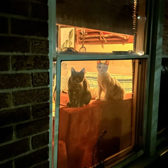 Treat Cat Is Like A Family