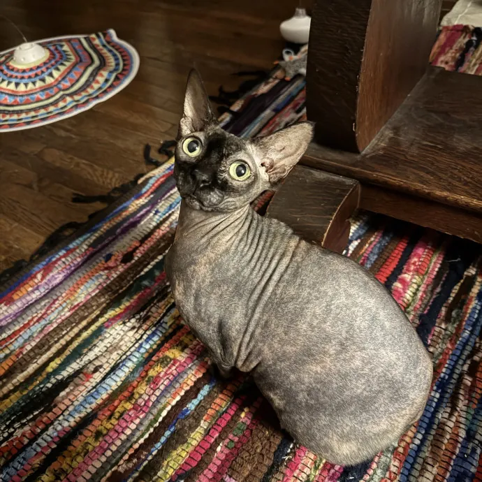 Treat Cat Is Like A Family