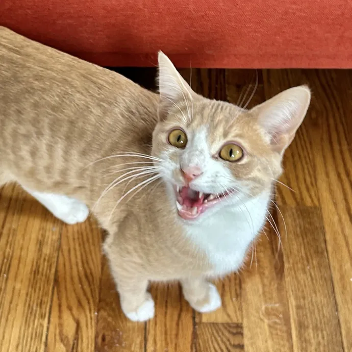 Treat Cat Is Like A Family