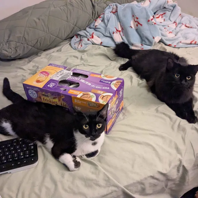 Shy Or Spicy Kitties I've Got This