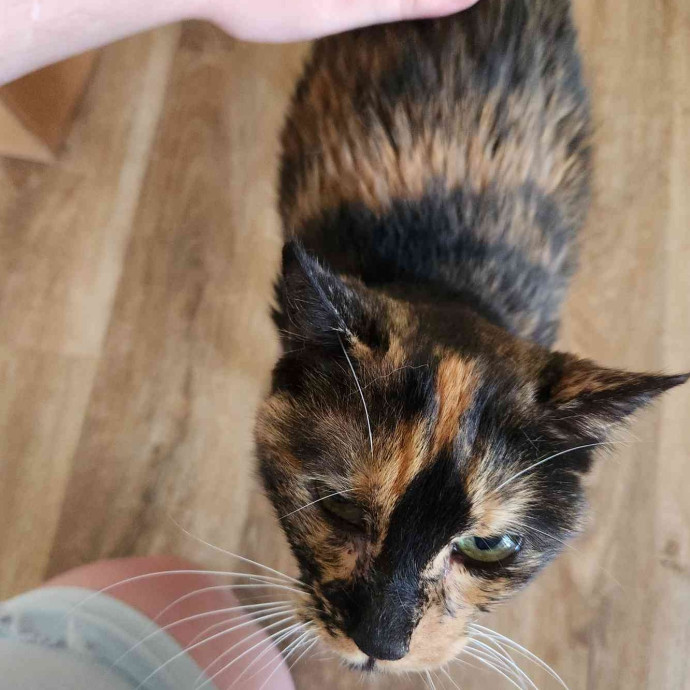 The Cat Whisperer To All Walks Of Cats