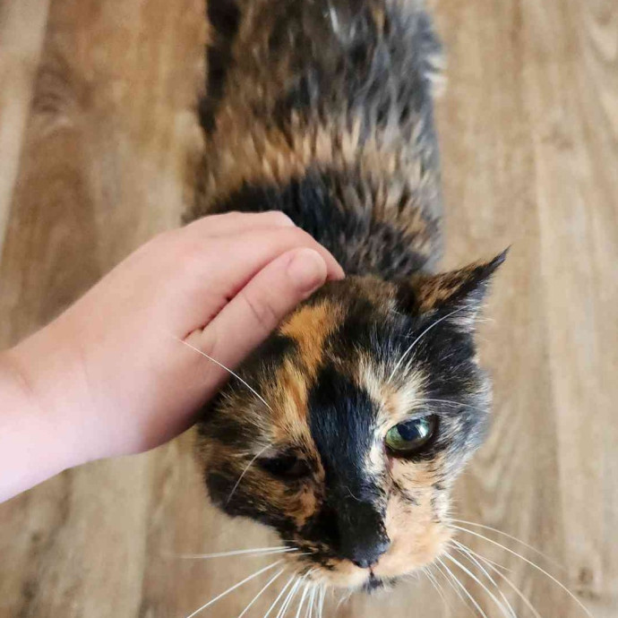 The Cat Whisperer To All Walks Of Cats