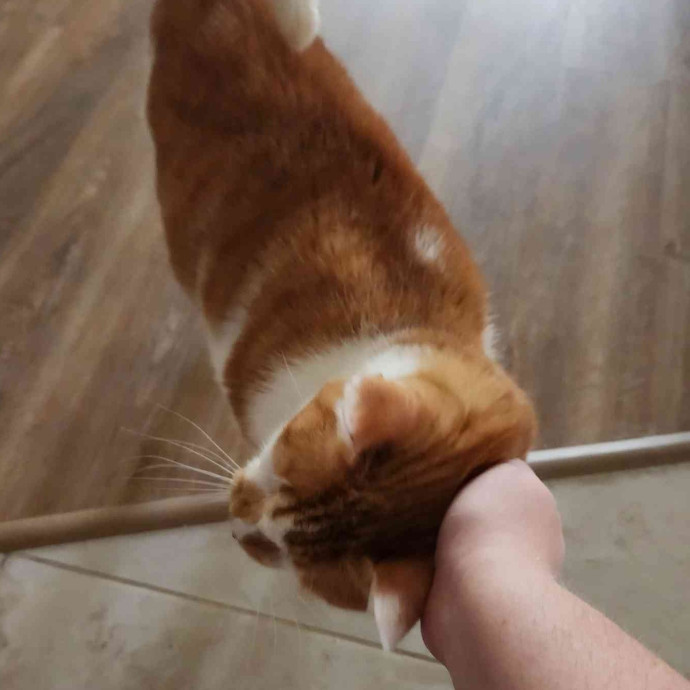 The Cat Whisperer To All Walks Of Cats