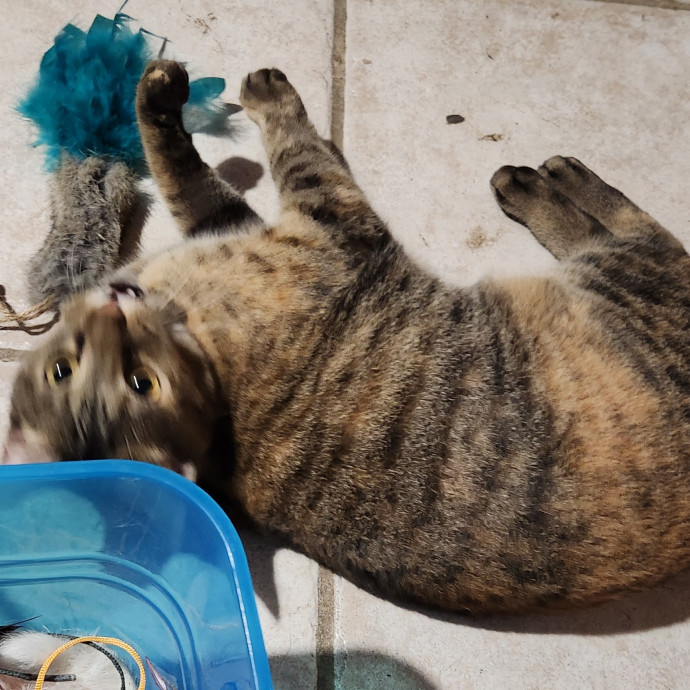 The Cat Whisperer To All Walks Of Cats