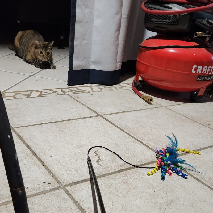 The Cat Whisperer To All Walks Of Cats photo 3