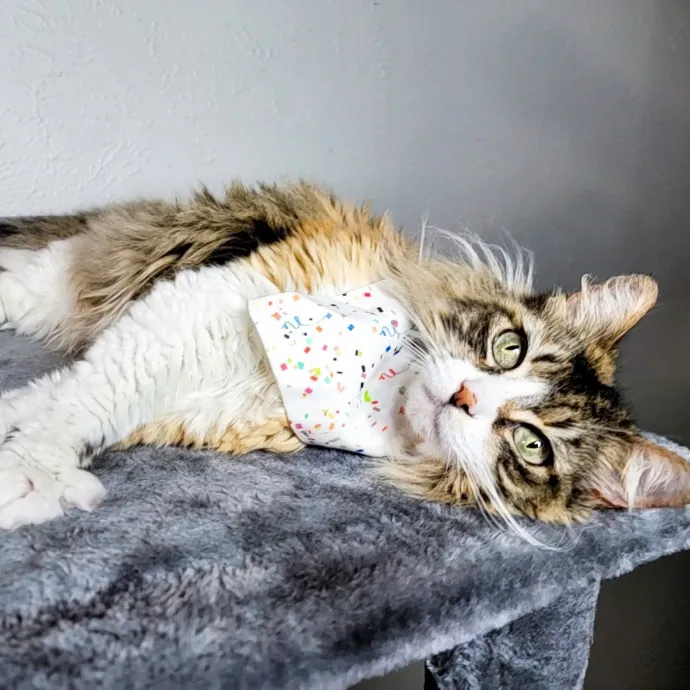 Experienced And Professional Cat Sitter