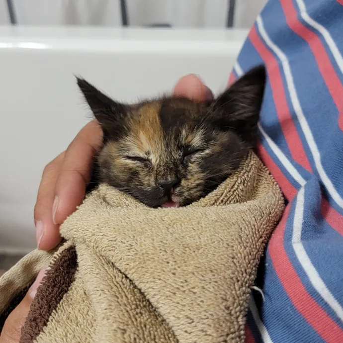 Experienced And Professional Cat Sitter