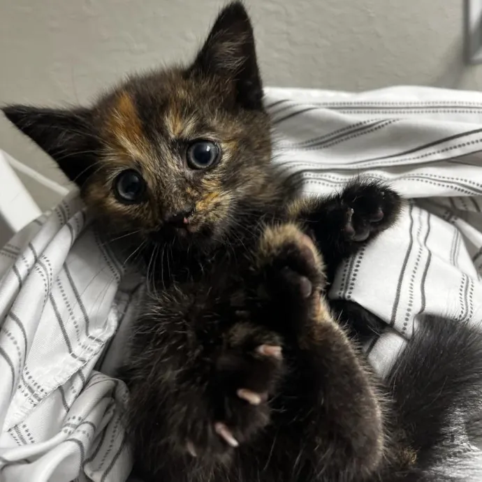 Experienced And Professional Cat Sitter