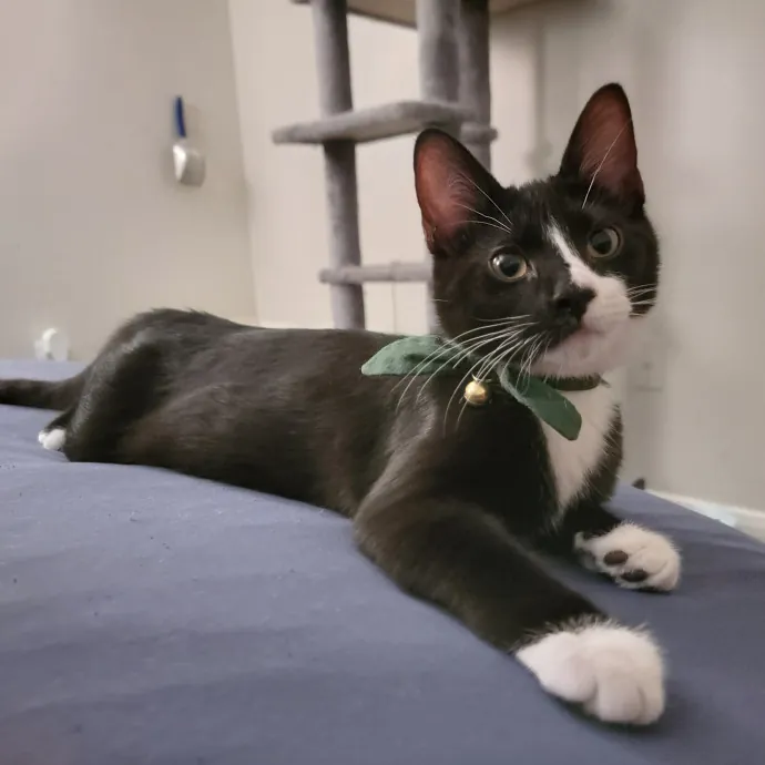 Experienced And Professional Cat Sitter