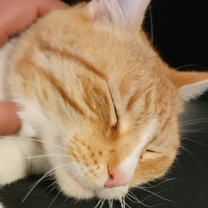 Experienced And Professional Cat Sitter