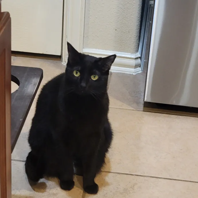 Experienced And Professional Cat Sitter