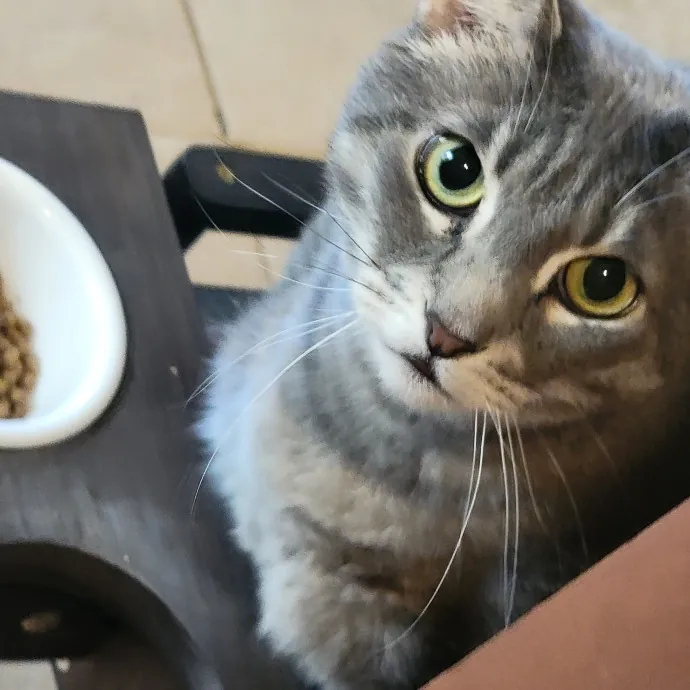 Experienced And Professional Cat Sitter