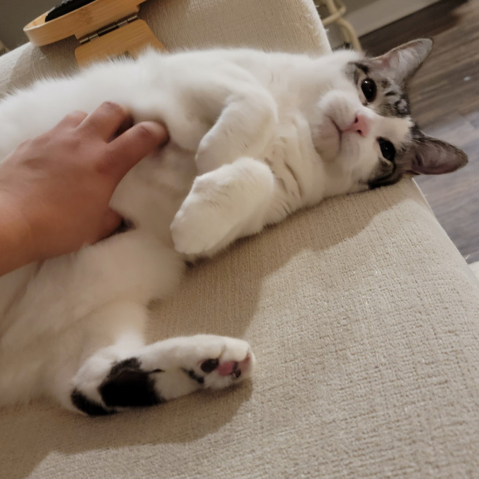 Experienced And Professional Cat Sitter
