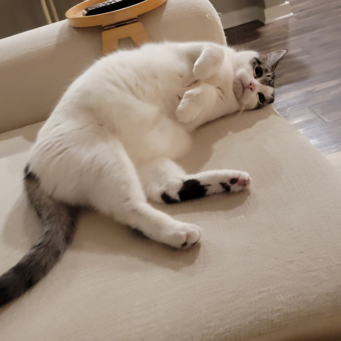 Experienced And Professional Cat Sitter