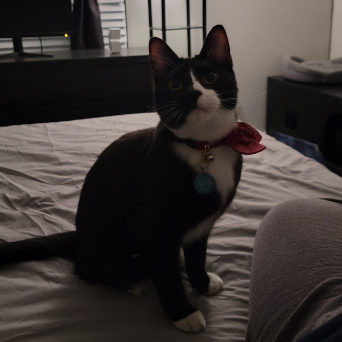Experienced And Professional Cat Sitter