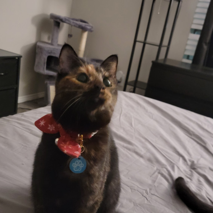 Experienced And Professional Cat Sitter photo 3