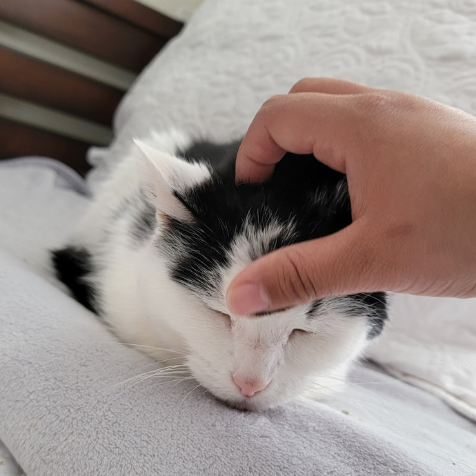Experienced And Professional Cat Sitter photo 2
