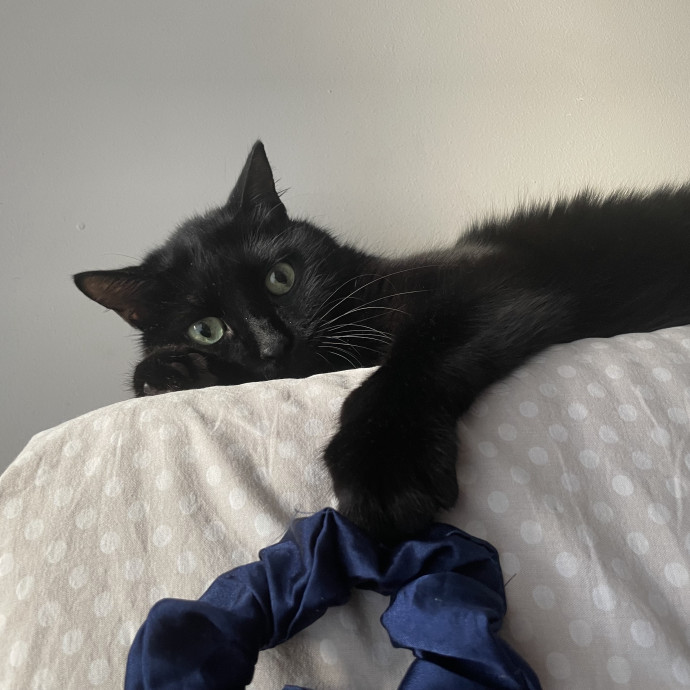 Tidy  Detail Oriented Cat Sitter