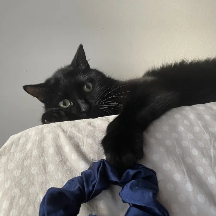 Tidy  Detail Oriented Cat Sitter