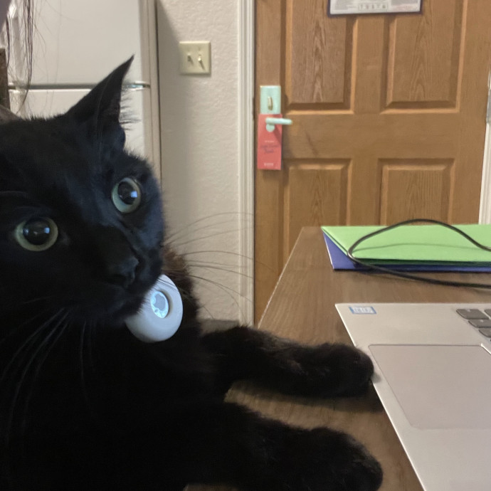 Tidy  Detail Oriented Cat Sitter