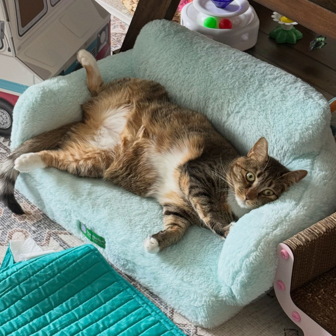 Tidy  Detail Oriented Cat Sitter