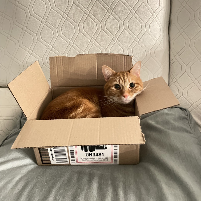 Tidy  Detail Oriented Cat Sitter