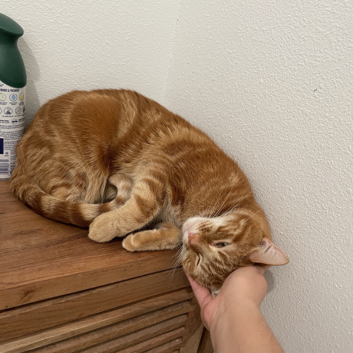 Tidy  Detail Oriented Cat Sitter
