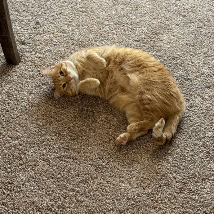 Tidy  Detail Oriented Cat Sitter