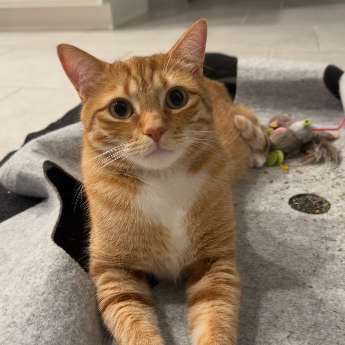 Tidy  Detail Oriented Cat Sitter
